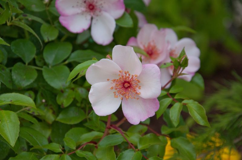 Rosa 'Sweet Pretty' ® BT - Beetrose 'Sweet Pretty' ®