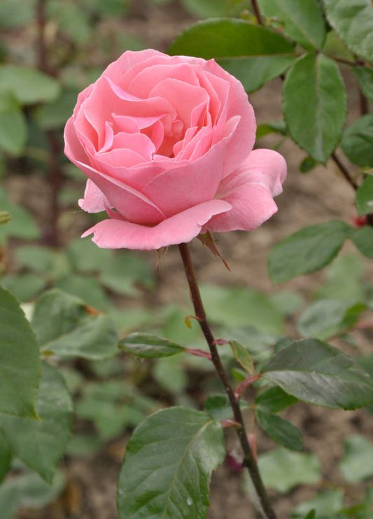 Rosa 'The Queen Elizabeth Rose' ® BT - Beetrose 'The Queen Elizabeth Rose' ®