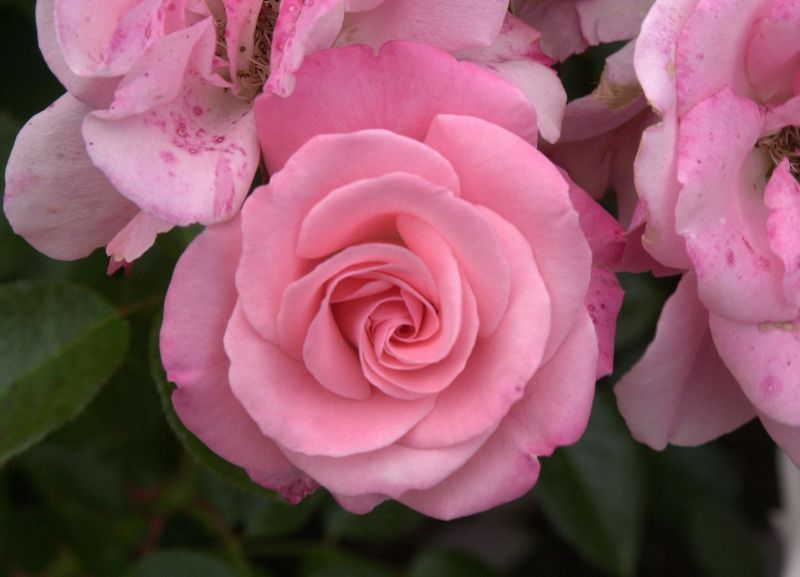 Rosa 'Trier 2000' ® BT - Beetrose 'Trier 2000' ®