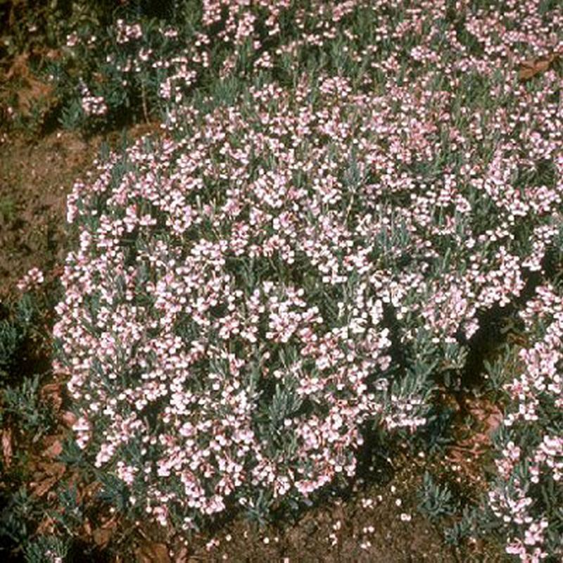Andromeda glaucophylla - Behaarte Rosmarinheide