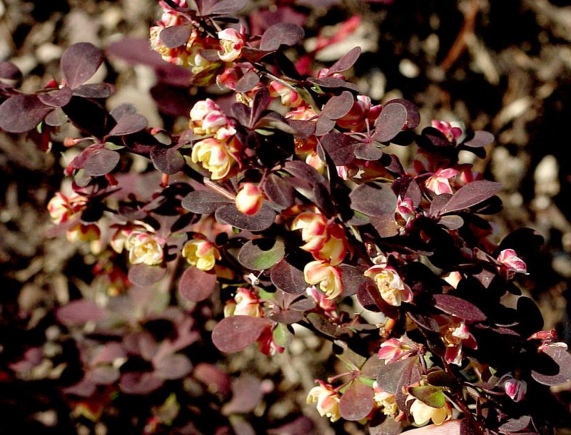 Berberis thunbergii 'Harlequin' - Berberitze 'Harlequin'