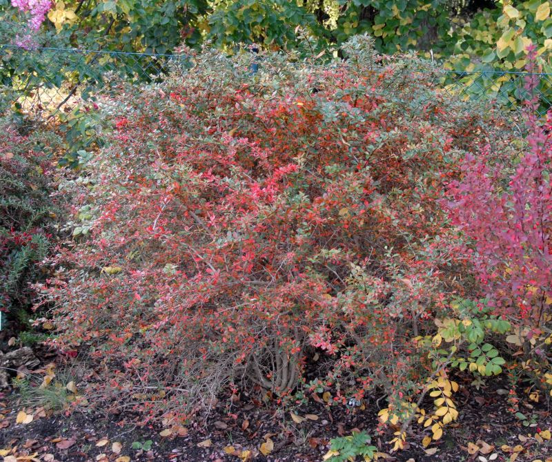 Berberis media 'Parkjuweel' - Berberitze 'Parkjuweel'