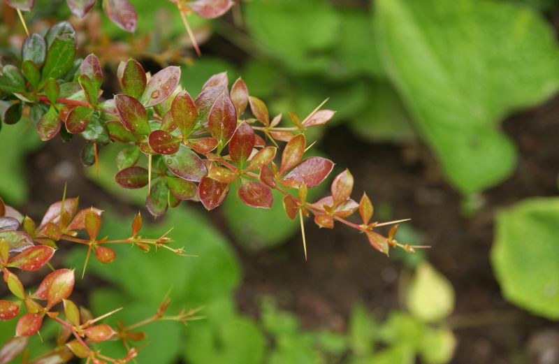 Berberis media 'Red Jewel' - Berberitze 'Red Jewel'