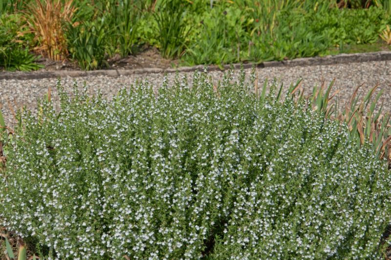 Satureja montana ssp.montana - Berg-Bohnenkraut