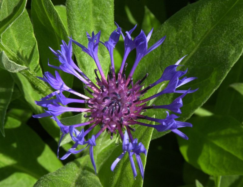 Centaurea montana - Berg-Flockenblume