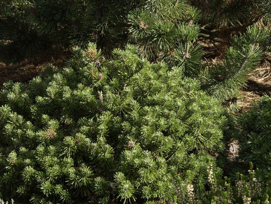Pinus mugo 'Benjamin' - Berg-Kiefer 'Benjamin'