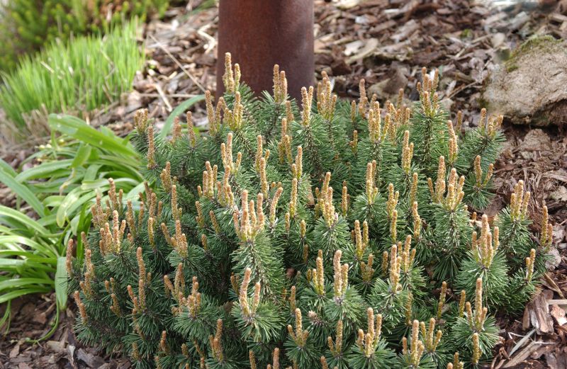 Pinus mugo 'Humpy' - Berg-Kiefer 'Humpy'