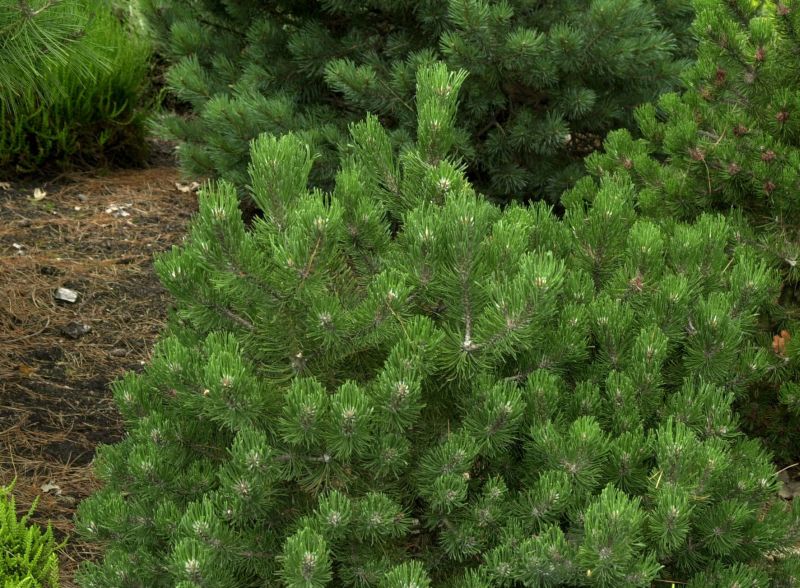 Pinus mugo 'Laurin' - Berg-Kiefer 'Laurin'