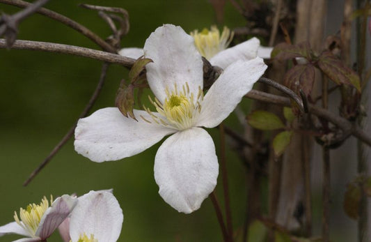 Clematis montana 'Grandiflora' - Berg-Waldrebe 'Grandiflora'