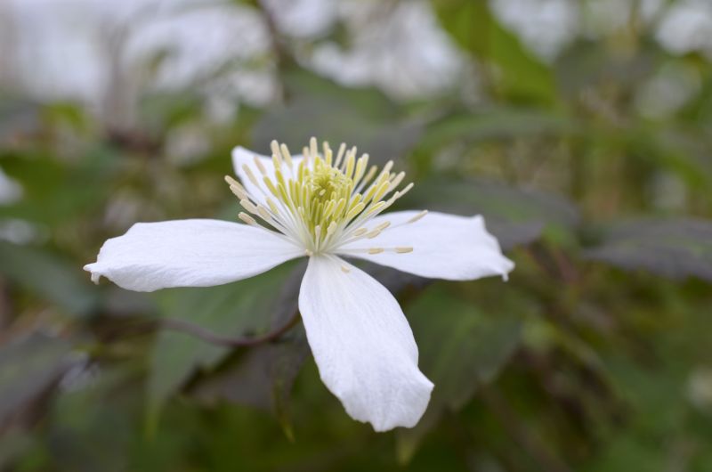 Clematis montana 'Wilsonii' - Berg-Waldrebe 'Wilsonii'