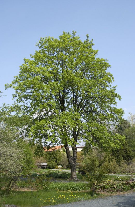 Acer pseudoplatanus - Bergahorn