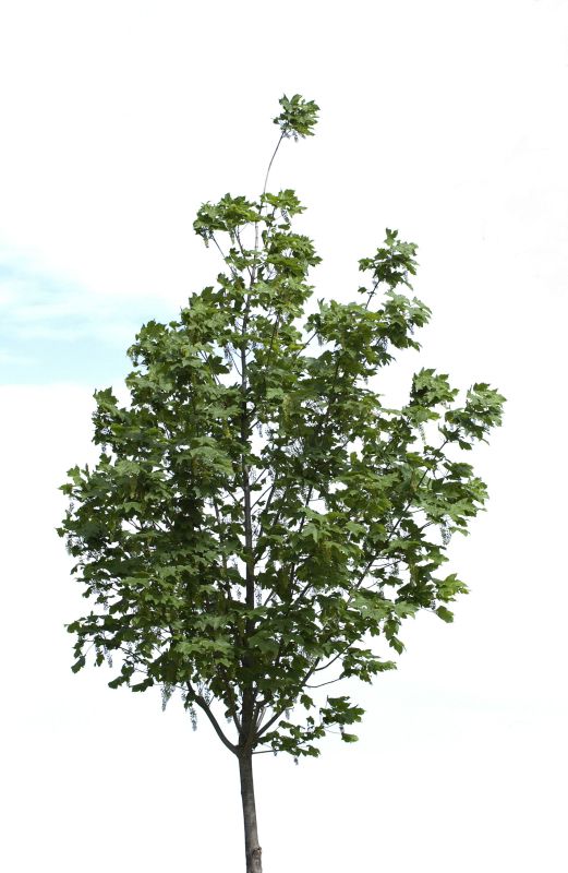 Acer pseudoplatanus 'Bruchem' - Bergahorn 'Bruchem'