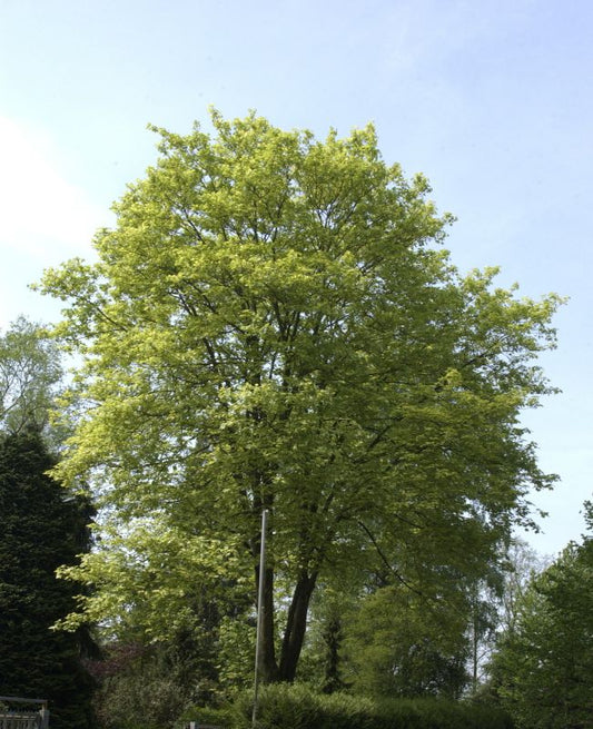 Acer pseudoplatanus 'Leopoldii' - Bergahorn 'Leopoldii'