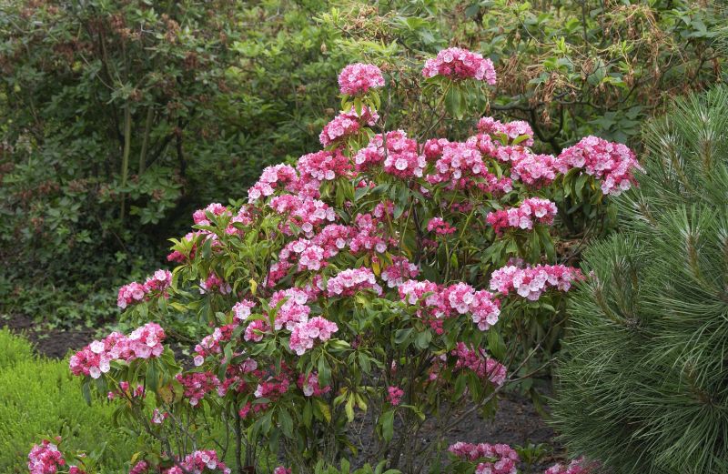Kalmia latifolia 'Ostbo Red' - Berglorbeer 'Ostbo Red'