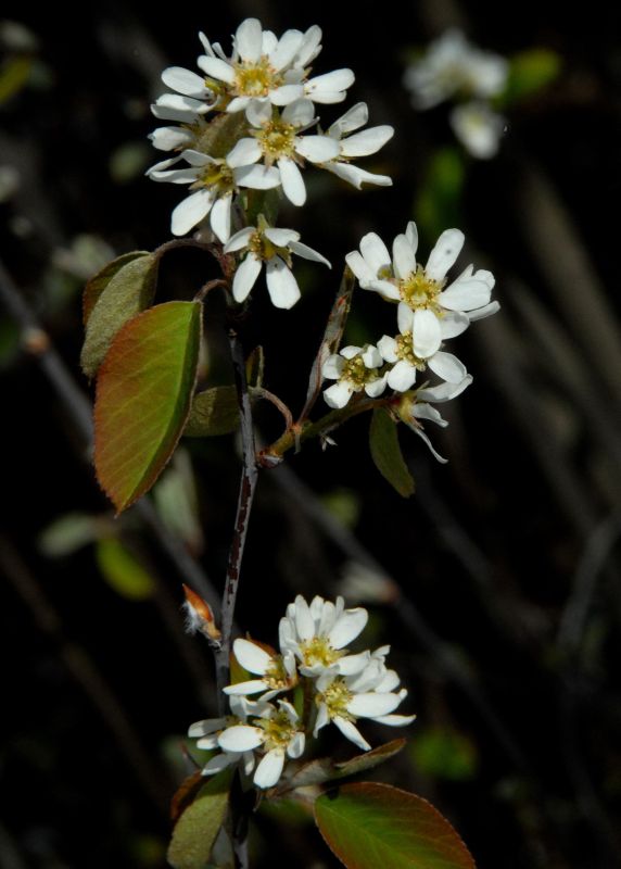 Amelanchier spicata - Besen-Felsenbirne