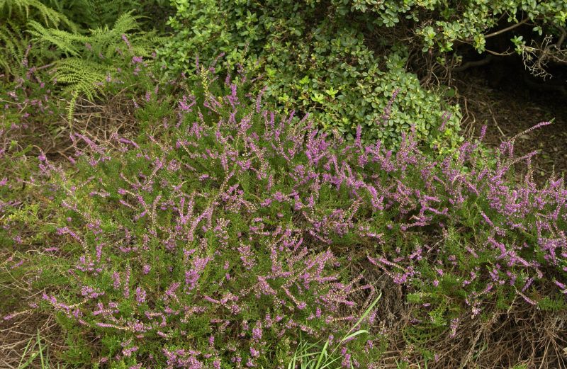 Calluna vulgaris 'Carmen' - Besenheide 'Carmen'