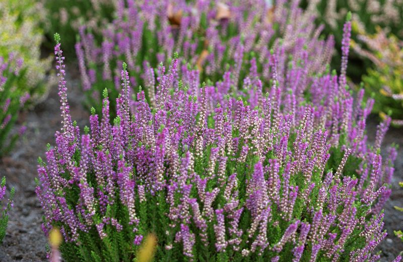 Calluna vulgaris 'Darkness' - Besenheide 'Darkness'