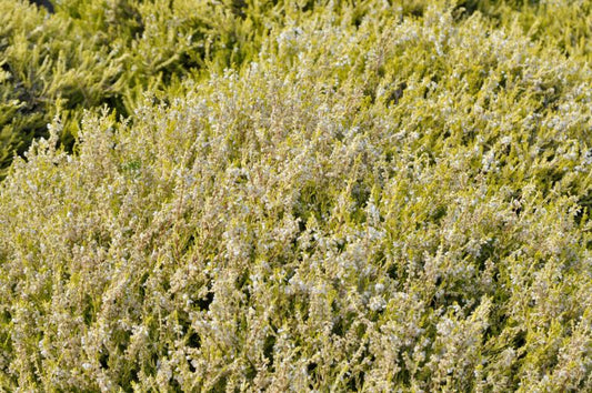 Calluna vulgaris 'Gold Haze' - Besenheide 'Gold Haze'