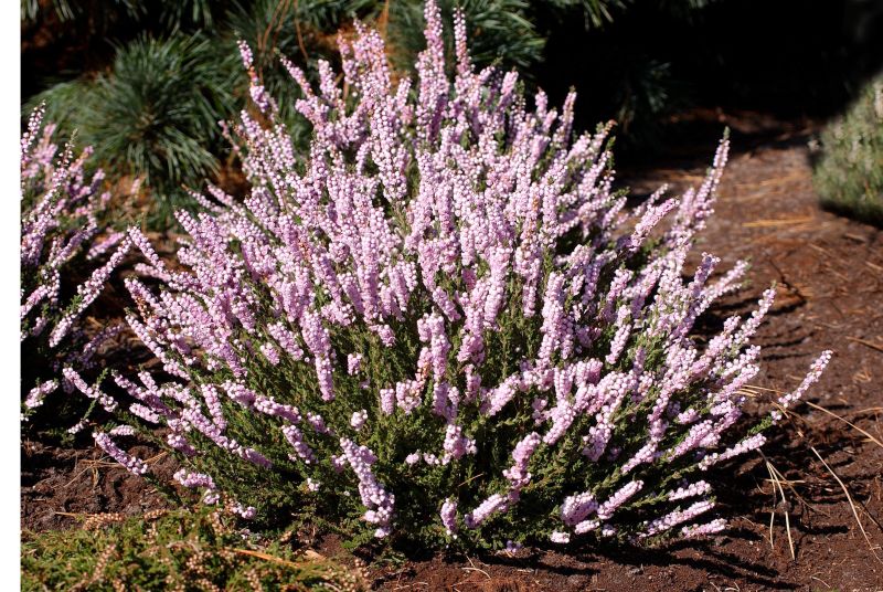 Calluna vulgaris 'H.E.Beale' - Besenheide 'H.E.Beale'