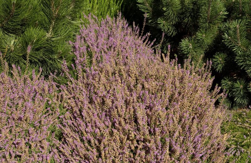 Calluna vulgaris 'Heidesinfonie' - Besenheide 'Heidesinfonie'