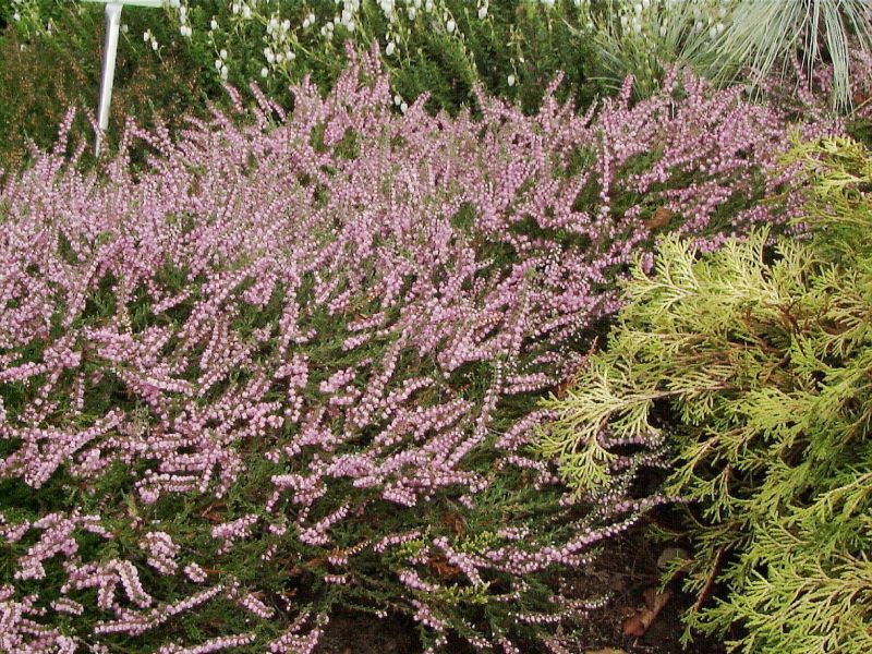 Calluna vulgaris 'J.H.Hamilton' - Besenheide 'J.H.Hamilton'