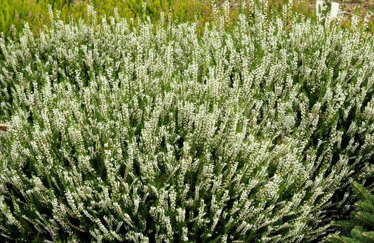 Calluna vulgaris 'Long White' - Besenheide 'Long White'