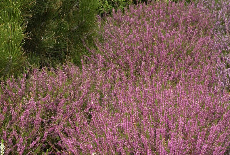Calluna vulgaris 'Marlies' - Besenheide 'Marlies'