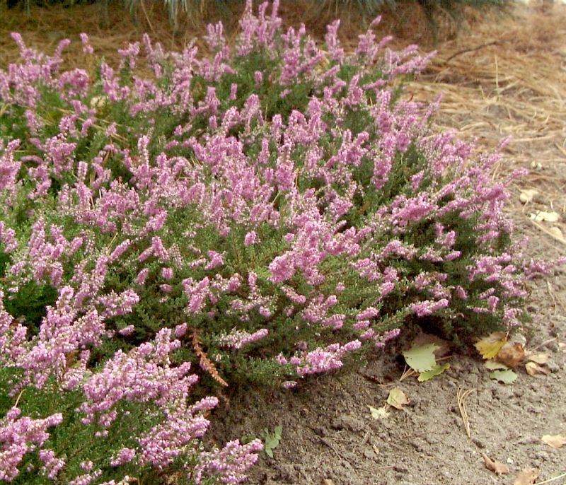 Calluna vulgaris 'Mullion' - Besenheide 'Mullion'