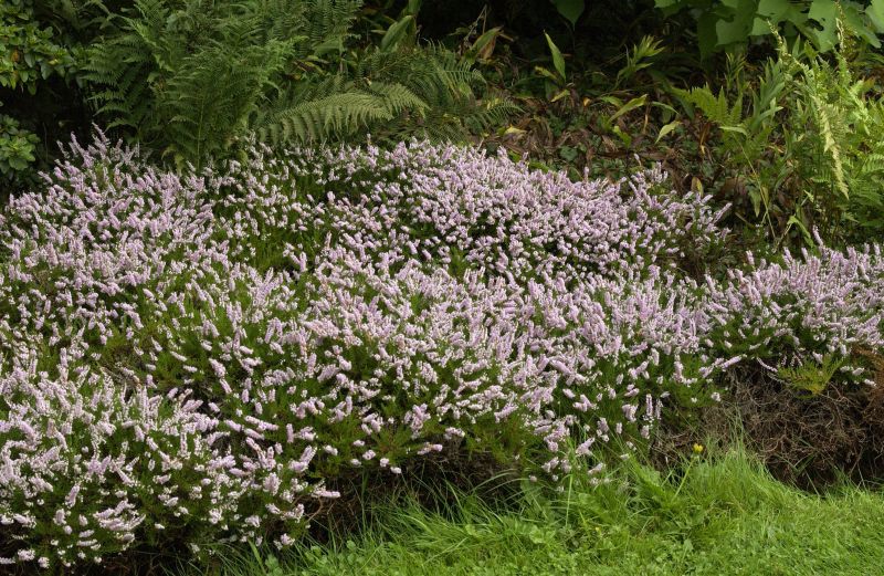 Calluna vulgaris 'Radnor' - Besenheide 'Radnor'