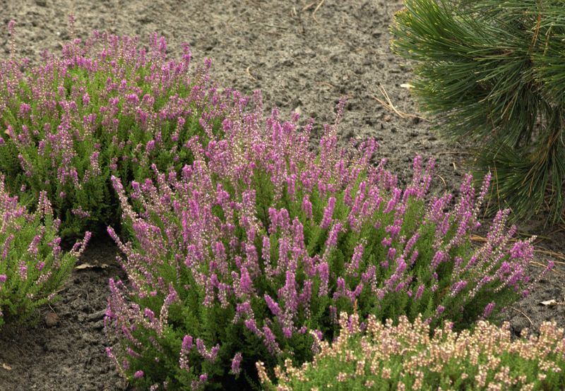 Calluna vulgaris 'Roter Oktober' - Besenheide 'Roter Oktober'