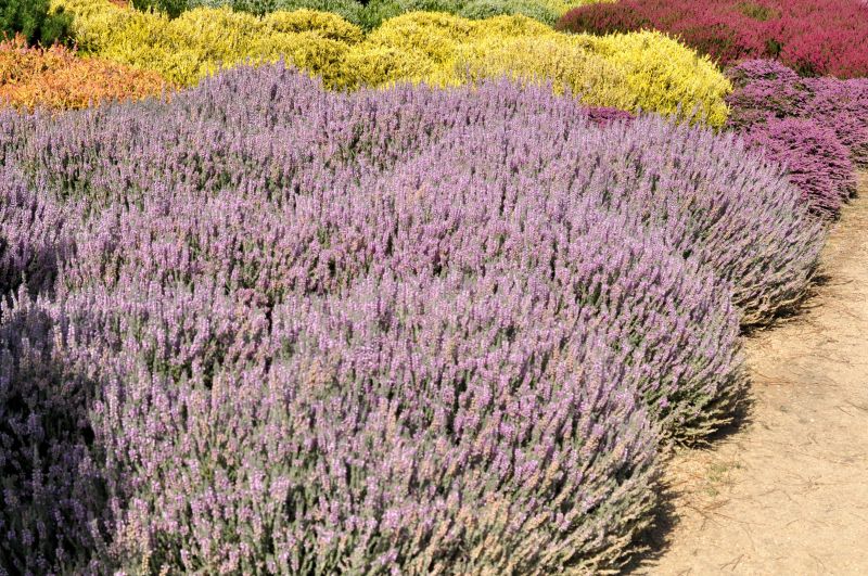 Calluna vulgaris 'Silver Knight' - Besenheide 'Silver Knight'