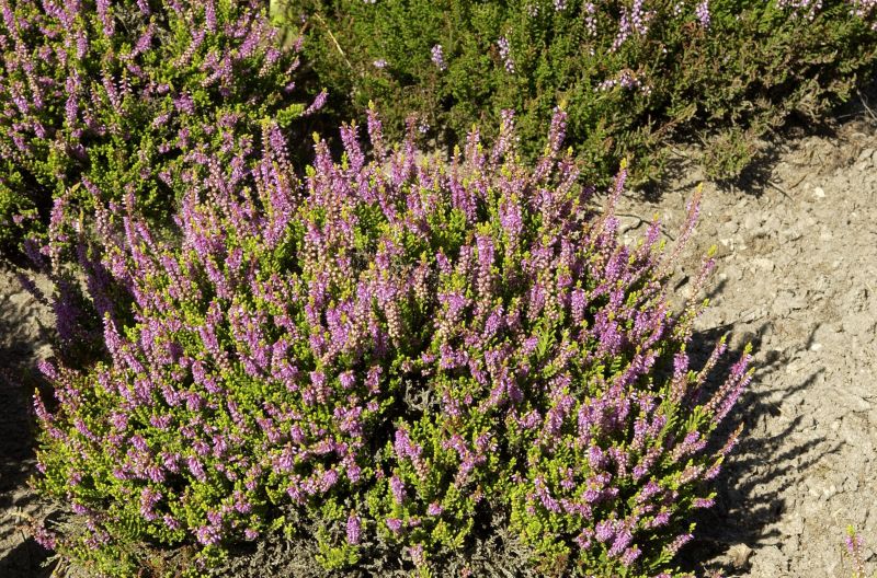 Calluna vulgaris 'Sir John Charrington' - Besenheide 'Sir John Charrington'