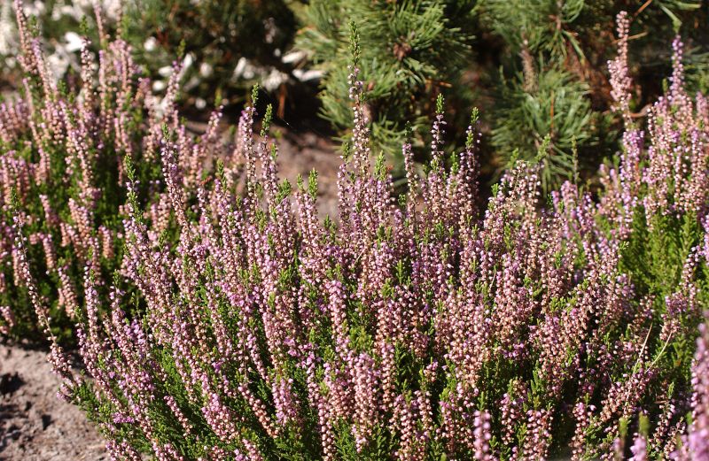 Calluna vulgaris 'Spring Torch' - Besenheide 'Spring Torch'