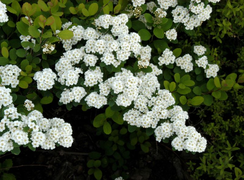 Spiraea betulifolia 'Tor' - Birkenblättr.Spiere 'Tor'