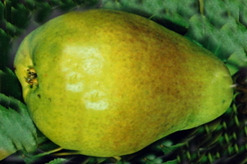 Pyrus communis 'Alexander Lucas' CAC - Birne 'Alexander Lucas' spät