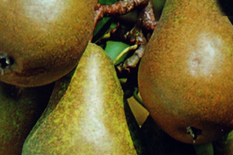 Pyrus communis 'Conferencebirne' CAC - Birne 'Conferencebirne' mittel