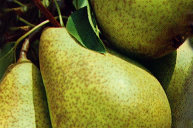 Pyrus communis 'Köstliche von Charneu' CAC - Birne 'Köstliche von Charneu' mittel