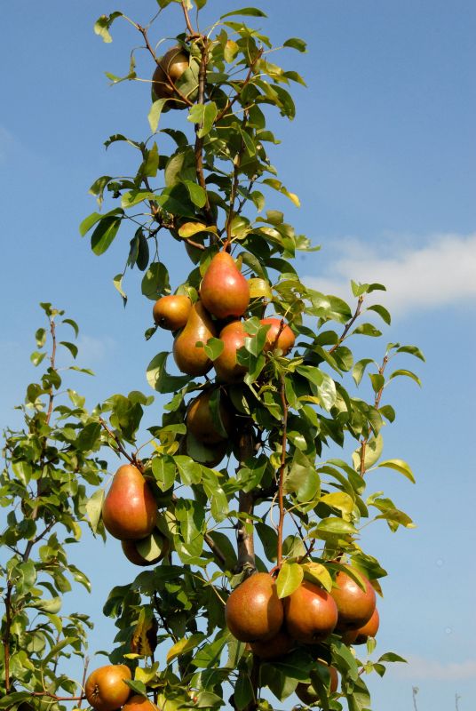 Pyrus com.'Rote Williams Christ' CAC - Birne 'Rote Williams Christ'