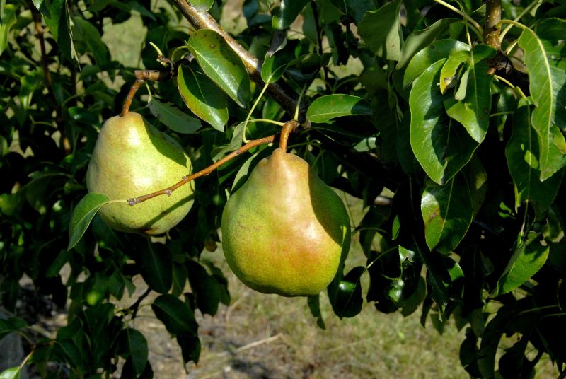 Pyrus com.'Vereins Dechantsbirne' CAC - Birne 'Vereins Dechantsbirne' mittel