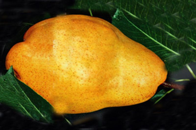 Pyrus communis 'Williams Christbirne' CAC - Birne 'Williams Christbirne'