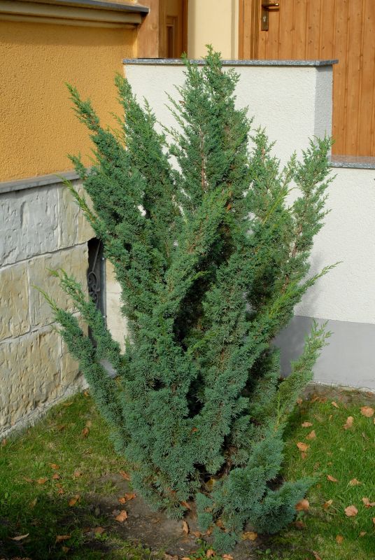 Juniperus chin.'Blaauw' - Blaauw's Wacholder