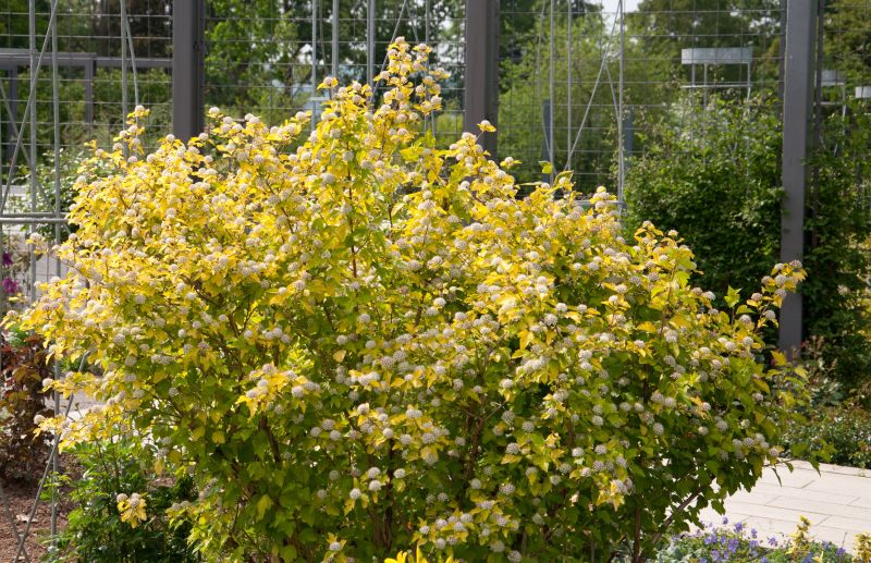 Physocarpus opulifolius 'Dart's Gold' - Blasenspiere 'Dart's Gold'