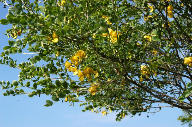 Colutea arborescens - Blasenstrauch arborescens
