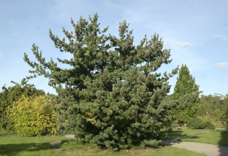 Pinus parviflora 'Glauca' - Blaue Mädchenkiefer