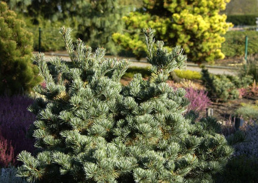 Pinus parviflora 'Negishi' - Blaue Mädchenkiefer 'Negishi'