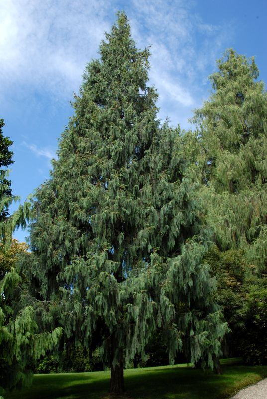 Chamaecyparis nootk.'Glauca' - Blaue Nutkazypresse 'Glauca'