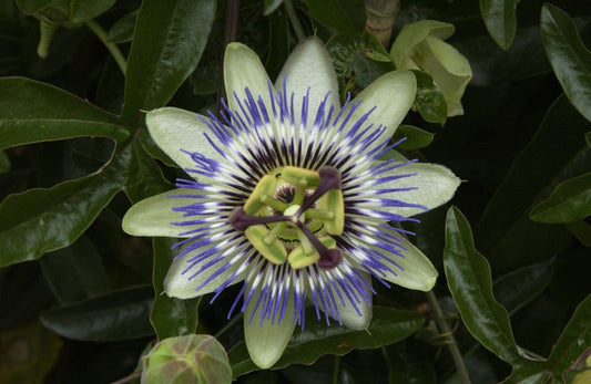 Passiflora caerulea - Blaue Passionsblume