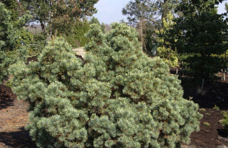 Pinus pumila 'Glauca' - Blaue Pummelkiefer