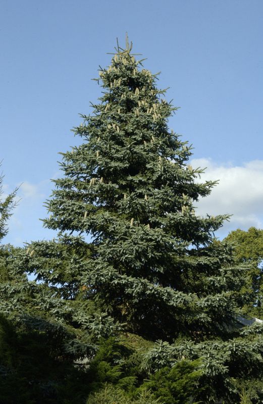 Abies pinsapo 'Kelleriis' - Blaue Spanische Tanne