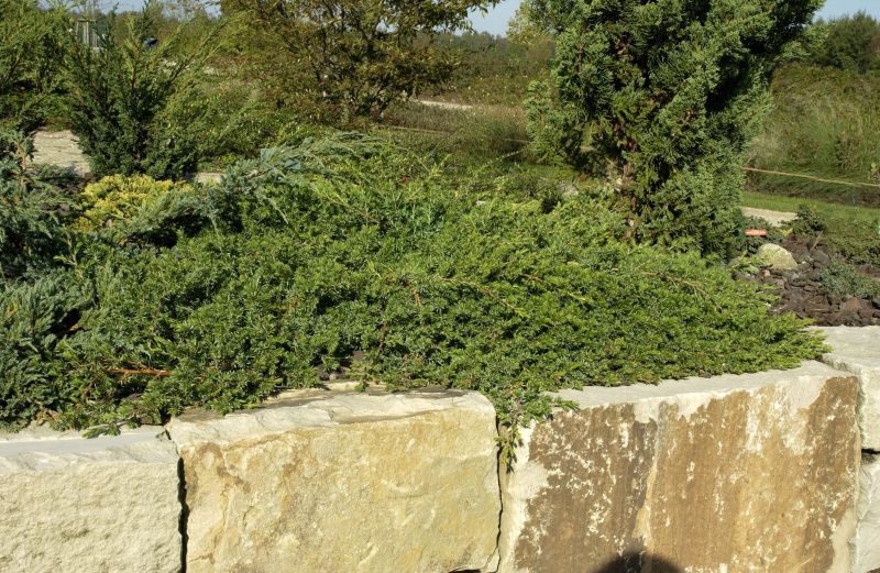 Juniperus conferta 'Blue Pacific' - Blauer Sachalin-Kriechwacholder